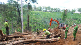 Lâm Đồng thu hồi 208 dự án đầu tư trên đất nông nghiệp