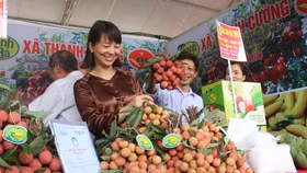 Hải Dương: Sắp diễn ra Hội nghị kết nối, xúc tiến tiêu thụ vải thiều Thanh Hà và nông sản