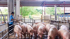 Ngày 29/4: Giá lợn hơi ổn định tối đa 58 nghìn/kg