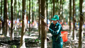 4 tỷ cổ phiếu GVR của Tập đoàn Cao su sắp chào sàn HoSE