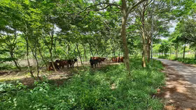 Hà Nội thu hồi 4 dự án bỏ hoang