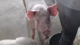 Giá thịt lợn vẫn tự điều tiết theo thị trường