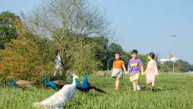 Chim Công, Vịt trời, Thiên nga làm tổ trong khu đô thị Ecopark