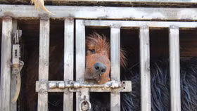 Thâm Quyến - thành phố đầu tiên tại Trung Quốc nghiêm cấm tiêu thụ thịt chó, mèo