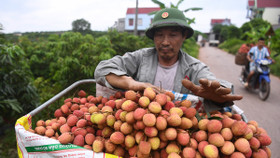 Lần đầu vận chuyển vải thiều qua Trung Quốc bằng đường sắt