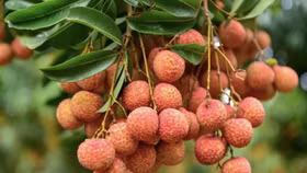 Bắc Giang thu 6.900 tỷ đồng từ vụ vải thiều 2020