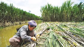 Đường từ Thái Lan vẫn ồ ạt vào Việt Nam bất chấp áp thuế chống bán phá giá