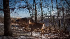 Mỹ: Phát hiện chủng omicron ở hươu làm dấy lên lo ngại về các biến thể Covid-19 mới có thể xuất hiện
