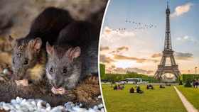 Paris tìm cách giải quyết cuộc khủng hoảng về chuột