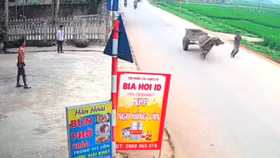 Người dân hốt hoảng khi thấy "trâu điên” lao lên đường