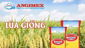 Xuất nhập khẩu An Giang: Cổ phiếu bị hạn chế giao dịch do chưa đàm phán được với trái chủ