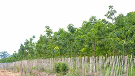 Bán mía đường, cơ cấu nợ, bức tranh hoạt động của HNG có sáng?