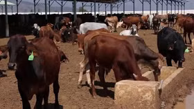 Công ty nông nghiệp của bầu Đức giảm hơn 800 tỷ đồng doanh thu trong quý 1/2017