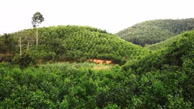 Năm 2020, ngành lâm nghiệp đặt mục tiêu xuất khẩu đạt trên 12,5 tỷ USD