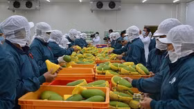 Đến 2030, giá trị kim ngạch xuất khẩu rau quả đạt 8-10 tỷ USD