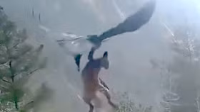 Dùng móng vuốt, đại bàng quắp cáo bay lên không