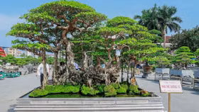 Những siêu cây cảnh hàng chục tỷ "hội ngộ" tại Bắc Ninh dịp lễ 2/9