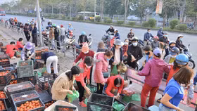 Hải Dương: 50% sản lượng nông sản đã được tiêu thụ