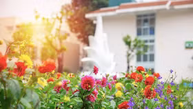 Sắc xuân tại vườn hoa Bệnh viện Bạch Mai