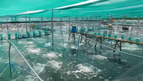 Nông dân ĐBSCL lãi tiền tỷ nhờ mô hình nuôi tôm Combine