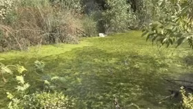 Gây ô nhiễm môi trường Vissan Bình Thuận bị xử lý