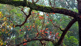 Ngỡ ngàng trước cảnh sắc hoa gạo thắp lửa rực rỡ trong tiết trời xuân