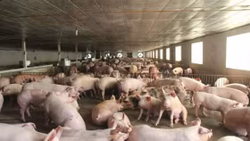 Đắk Nông: Doanh nghiệp nuôi lợn vi phạm xả thải bị phạt gần 530 triệu đồng