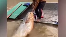 Chiêm ngưỡng ngư dân câu được cá “khủng”