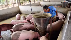 Giá lợn hơi ngày 2/6: Giảm đều ở cả 3 miền