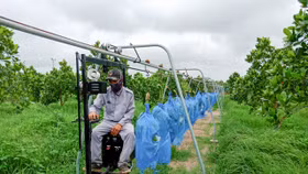 HAGL muốn bán hơn 51 triệu cổ phiếu HNG, tiếp tục thoái vốn tại HAGL Agrico