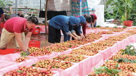 Bắc Giang lên kịch bản tiêu thụ vải thiều để hạn chế ảnh hưởng của dịch Covid-19