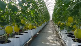 Gói 100 ngàn tỷ đồng cho nông nghiệp CNC bắt đầu kích hoạt