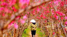 Ngắm Đào - Quất Nhật Tân những ngày giáp tết Mậu Tuất 2018