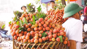 Xuất khẩu sang thị trường Australia: Bài học từ những thất bại