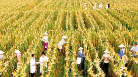 Logistics trong nông nghiệp: Sơ khai, lẻ tẻ và tự phát