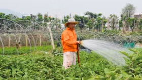 Đà Nẵng: Doanh nghiệp "thèm" đất sạch để làm dự án nông nghiệp công nghệ cao