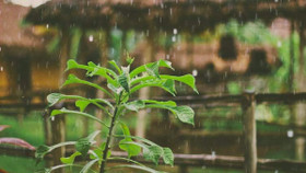 Ký ức từ những cơn mưa của mùa hạ