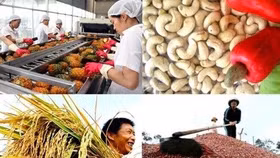 Xóa bỏ 86% dòng thuế nhập khẩu của Việt Nam vào Nhật Bản