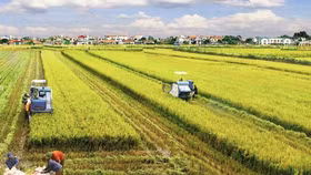 Chuyển quyền sử dụng đất nông nghiệp vượt hạn mức quy định sẽ bị phạt đến 50 triệu đồng