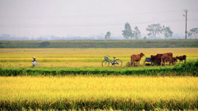 Nét đẹp Việt Nam: Rộn ràng mùa gặt!