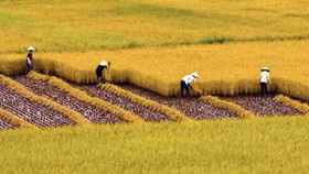 Việt Nam cứ say sưa xuất khẩu gạo số 1, 2 để làm gì?