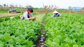 Sau 5 năm thi hành Luật HTX 2012: Chưa có sự thay đổi về chất