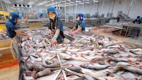 90% cá tra bán tại Mỹ được nhập khẩu từ Việt Nam