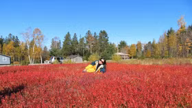 Barrie - Có một tình yêu gửi lại