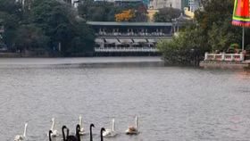 GS Lê Văn Lan: Thả thiên nga ở Hồ Gươm là rất thuận, hợp lí