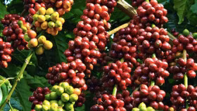 Việt Nam cung cấp tới hơn 90% cà phê cho thị trường Thái Lan