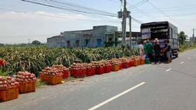 Lại kêu gọi "giải cứu thanh long"