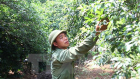 Nhà vườn lo lắng vì giá mận "lao dốc" ngay từ đầu mùa