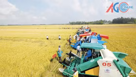 Đề xuất chính sách khuyến khích tích tụ đất đai sản xuất quy mô lớn