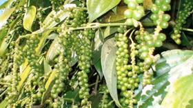 Bộ Công Thương: Chưa xác định thương lái Trung Quốc thao túng giá hồ tiêu Việt